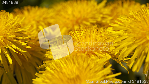 Image of dandelion  