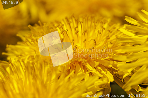 Image of dandelions  