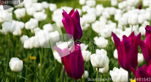 Image of pink  tulips 