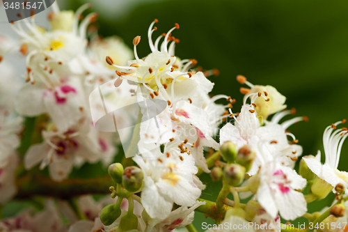 Image of chestnut flower  