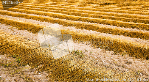 Image of flax harvest  