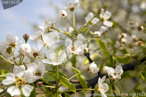 Image of apple-tree flowers 