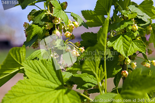 Image of currant blossoming  