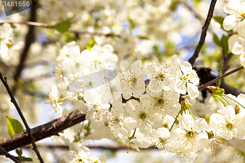 Image of the blossoming fruit-trees  