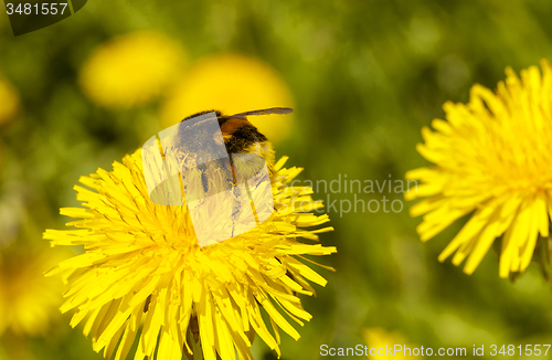 Image of dandelion  