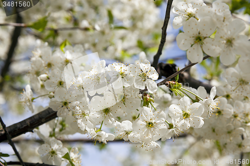 Image of cherry flower  