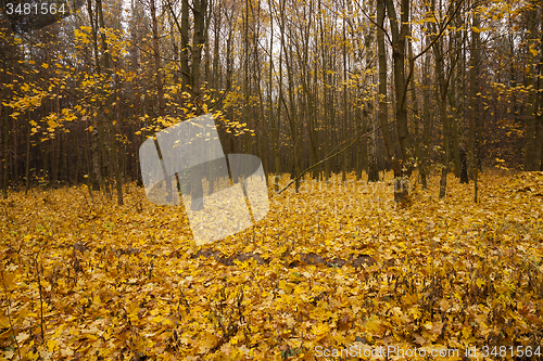 Image of the autumn wood  