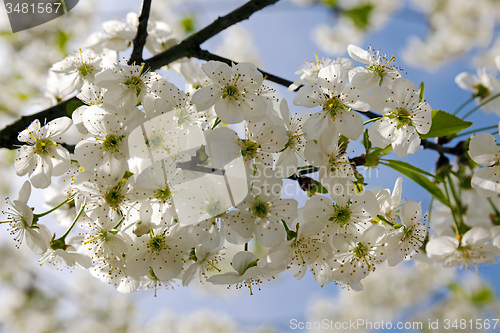 Image of blossoming trees 