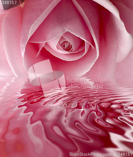 Image of rose