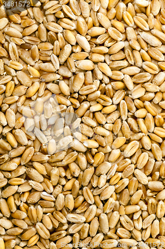 Image of wheat grains  