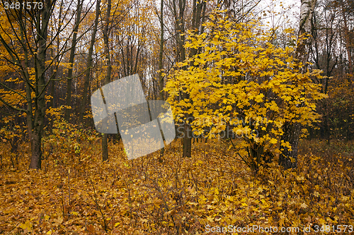 Image of the autumn wood  