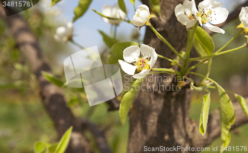 Image of blossoming trees  