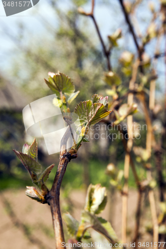 Image of the blossoming fruit-trees  