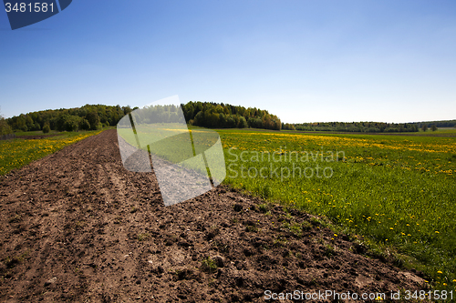 Image of field with dandelions 