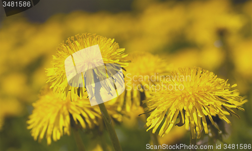 Image of dandelion 