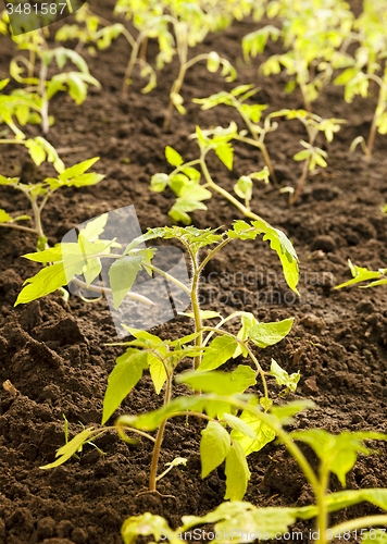 Image of tomato bush  