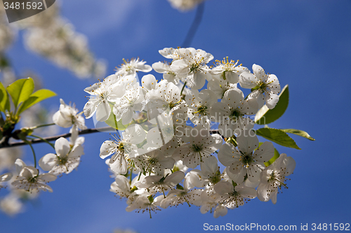 Image of blossoming trees 