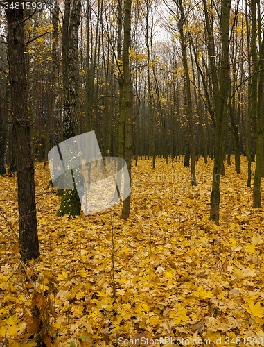 Image of the autumn wood  