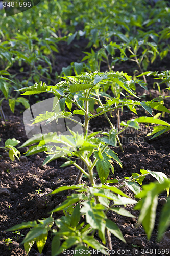 Image of tomato bush 