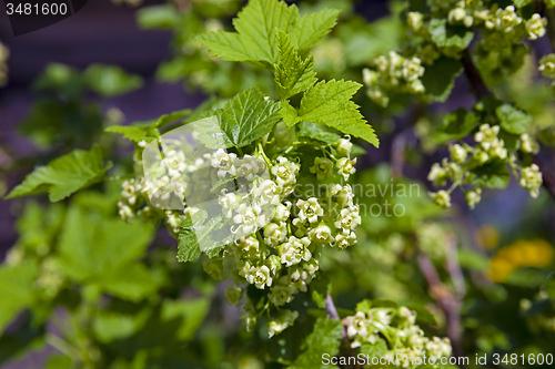 Image of currant blossoming  