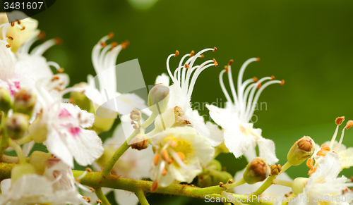 Image of chestnut flower  