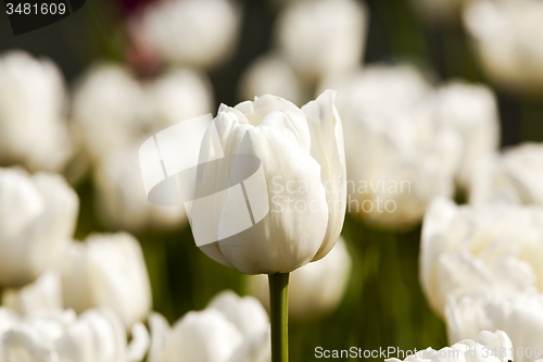 Image of white tulips  