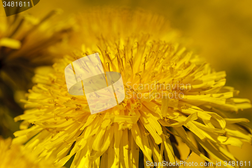 Image of dandelions  