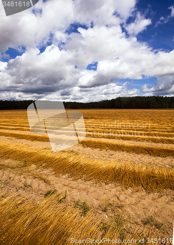 Image of flax harvest  