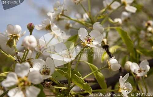 Image of blossoming trees  