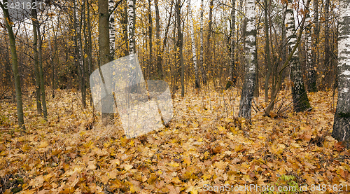 Image of the autumn wood 