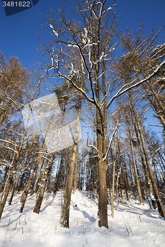 Image of winter forest 