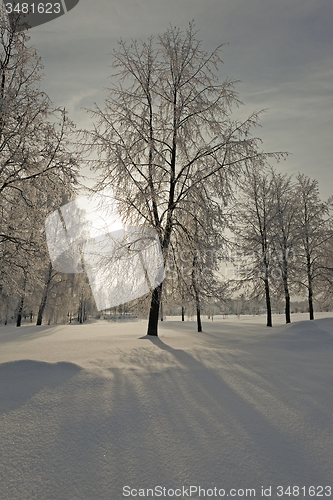 Image of trees in the winter  