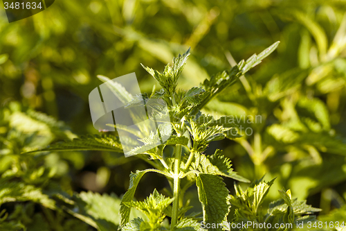 Image of   green nettle  