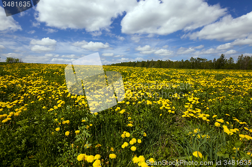 Image of dandelions  