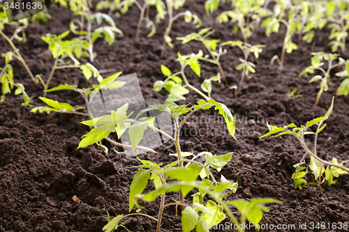 Image of tomato bush 