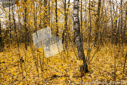 Image of the autumn wood  