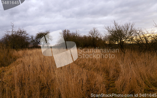 Image of dried grass  