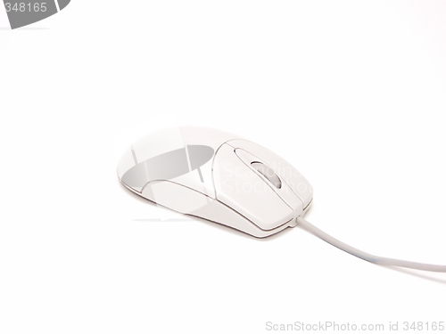 Image of White Mouse 007