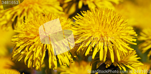 Image of dandelion 