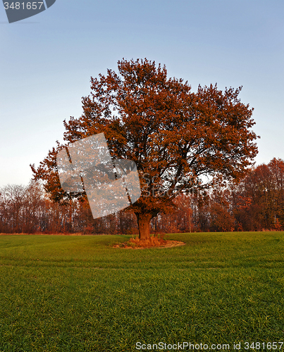 Image of oak. fall