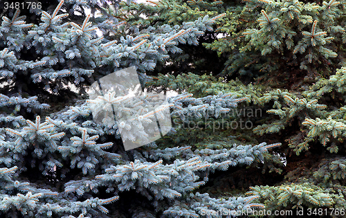 Image of fir branches