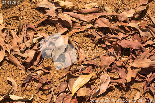 Image of Dried leaves
