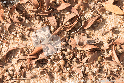 Image of Dried leaves