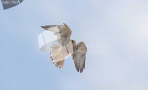 Image of Falcon flying