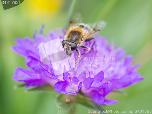 Image of Bee on flower