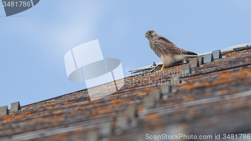 Image of Falcon perched on a roof