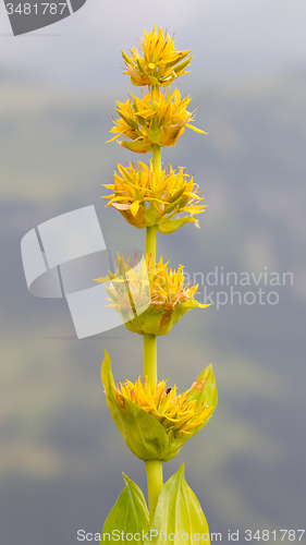 Image of Yellow flower in the Swiss alps