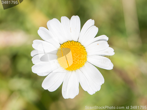 Image of Closeup of a beautiful yellow and white Marguerite