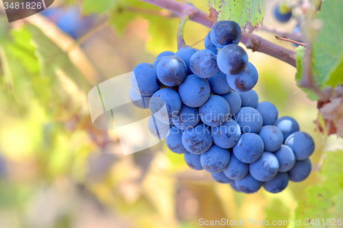 Image of bunch of red grapes 