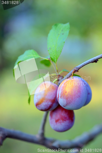 Image of ripe plums